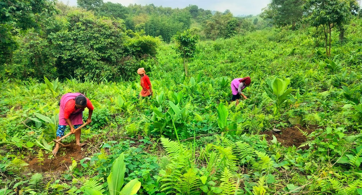 Uttarakhand Forest Resource Management