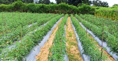 agricultural development and rural development
