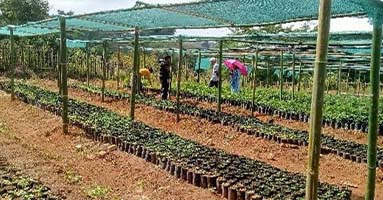 biodiversity management