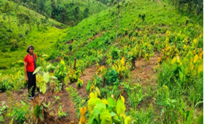 soil management