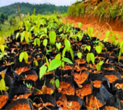 agriculture and development