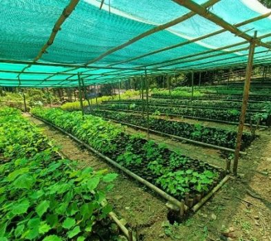 agricultural development